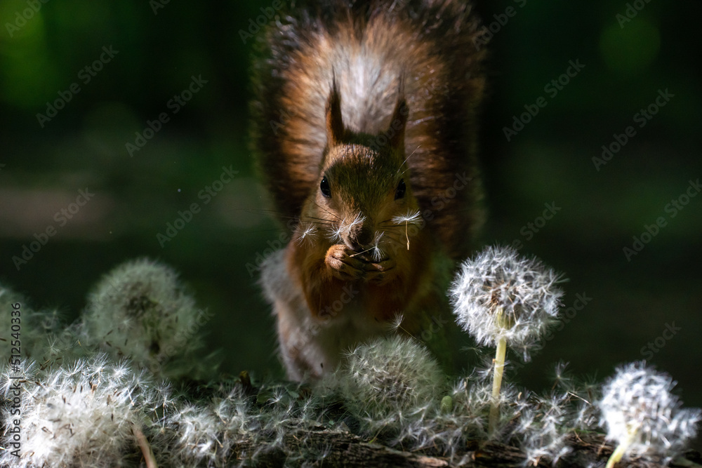 Cute and funny red squirrel is sitting among the luminous dandelions with white seeds on squirrel's pretty face in the forest with backlight background Cute and funny red squirrel is sitting among the luminous dandelions with white seeds on squirrel's pretty face in the forest with backlight background
