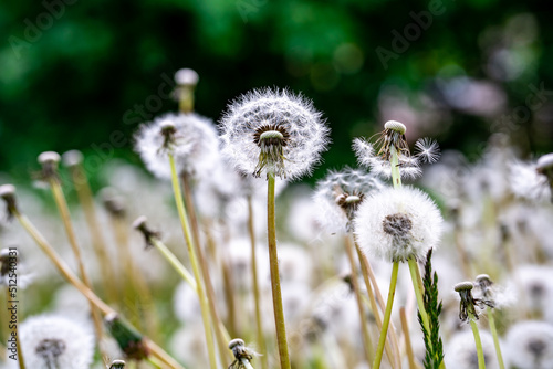 a field of the dandelions with white seeds and blurred dark green background