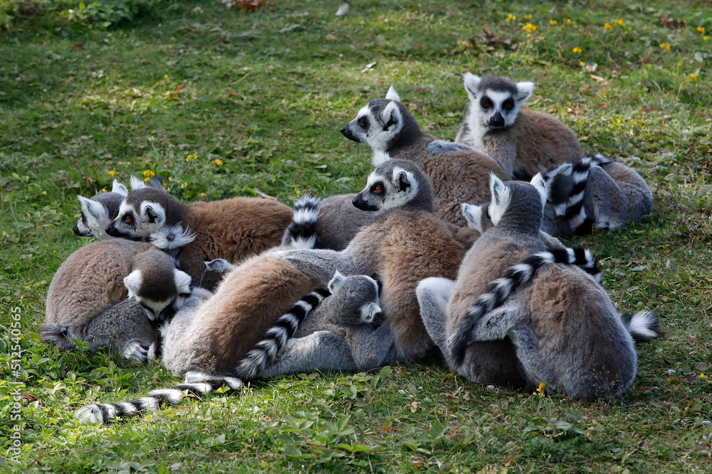 Φωτογραφία Maki Catta (LEMUR CATTA) in Thoiry zoo park, France.