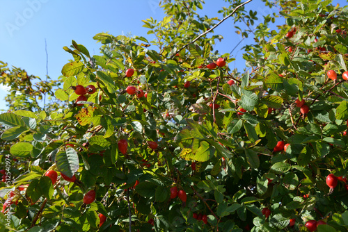 Rosehip bushes with ripening fruits. Beautiful summer outdoor photography.