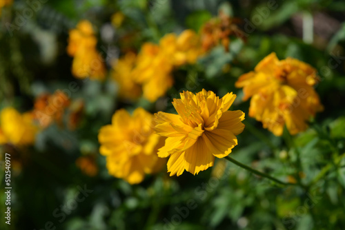 Yellow cosmos flower on blurred background of flower bed in the garden
