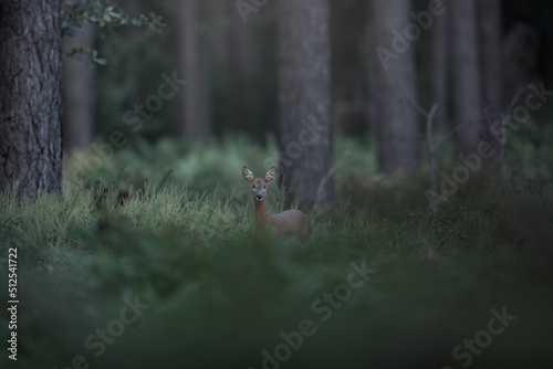 Deer in the forest © Nathalie