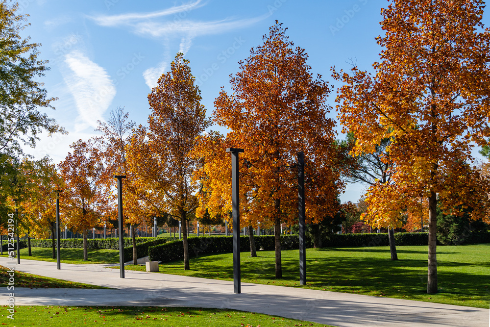 Golden leaves on tulip trees (Liriodendron tulipifera) called Tuliptree, American or Tulip Poplar. Public Landscape Park Krasnodar or Galitsky Park. Golden autumn 2021. Place for rest and walks.