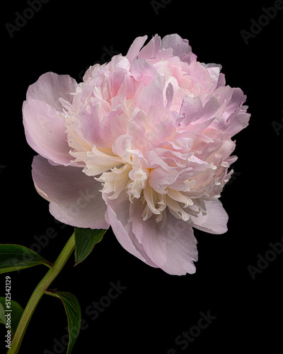 Fototapeta Naklejka Na Ścianę i Meble -  Beautiful pink-white blooming peony with stem and leaves isolated on black background. Studio close-up shot.