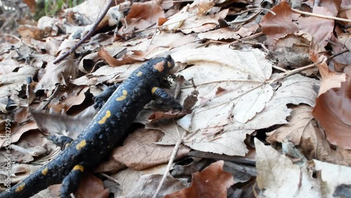 fire salamander, Salamandra salamandra, in the wood, close-up, photo