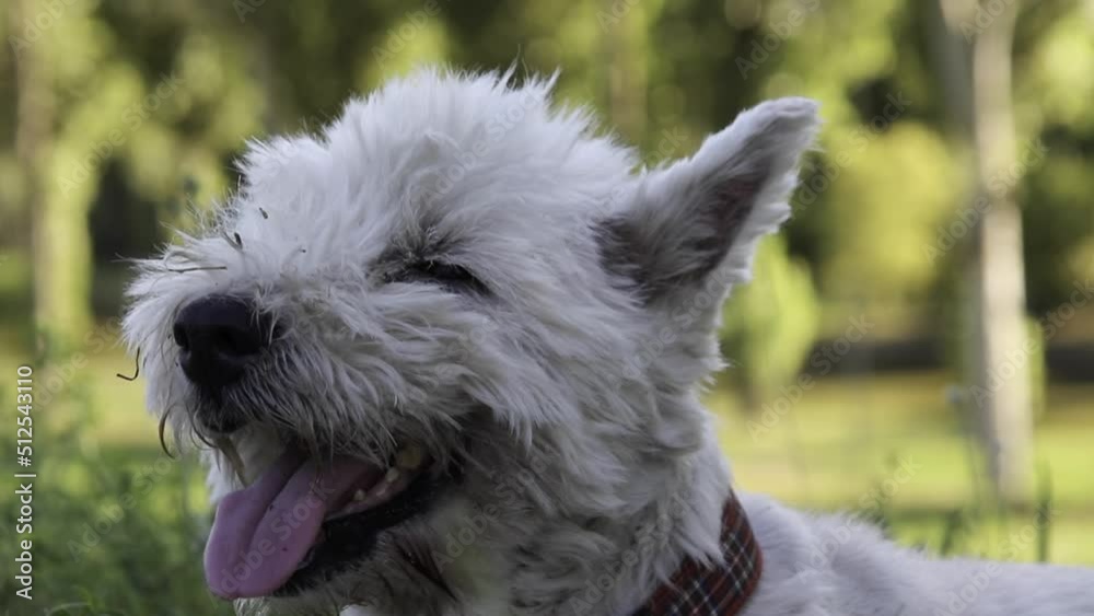 Cute west highland terrier cooling itself with tongue and breathing through the mouth. Beautiful old white dog resting on the meadow.  Happy puppy enjoying sunny weather.