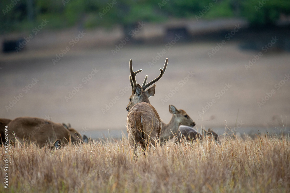 Obraz premium deer, animal, elk, wildlife, mammal, nature, antlers, wild, antelope, stag, grass, buck, red, bull, park, autumn, antler, animals, brown, bull elk, grazing, safari, horns, outdoors, wilderness
