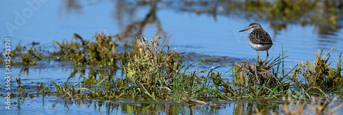 Bruchwasserläufer // Wood sandpiper (Tringa glareola) photo