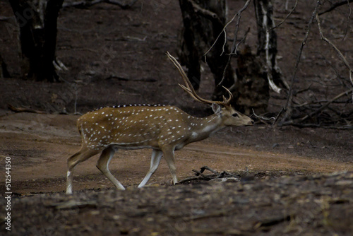 spotted deer in the forest Ranthambore national park Sawai Madhopur Rajasthan India photo
