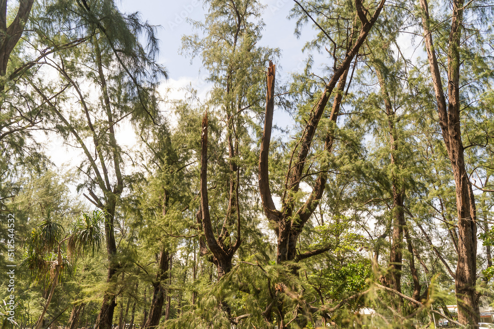 Fototapeta premium The danger of wind storms breaking trees, Phuket National Park, focus on Phuket, Thailand.