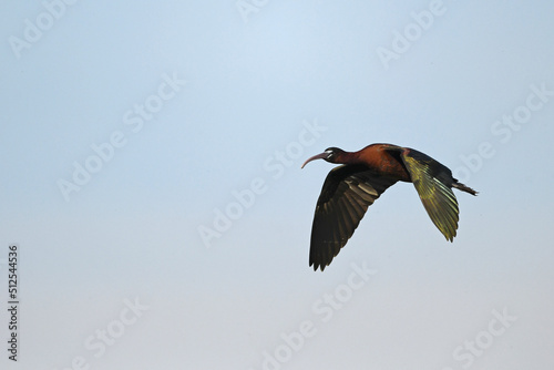 Glossy ibis // Brauner Sichler (Plegadis falcinellus) - Greece // Griechenland 