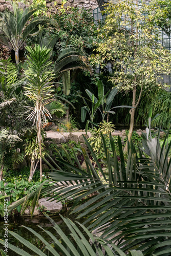 Greenhouse with tropical plants inside view