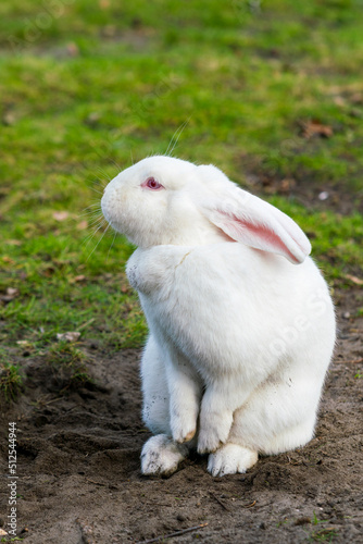 White rabbit. Rabbit On Grassy Field