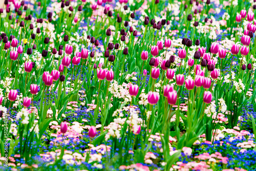  Field of Colorful Tulips in Bloom