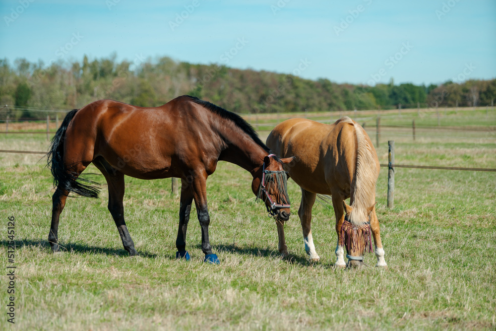 Horses at horse farm. Country summer landscape Horses at horse farm. Country summer landscape