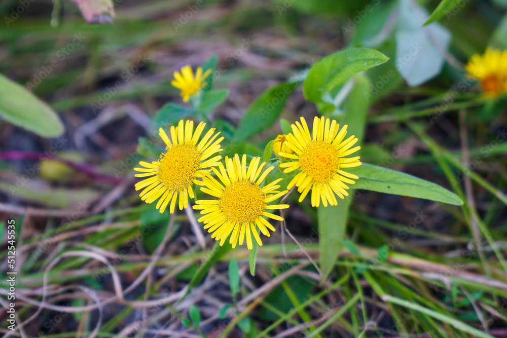 Medicinal plant elecampane on a natural background. Selective focus Medicinal plant elecampane on a natural background. Selective focus