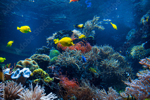 Fototapeta Naklejka Na Ścianę i Meble -  Underwater sea world. Colorful tropical fish. Life in the coral reef. Ecosystem.