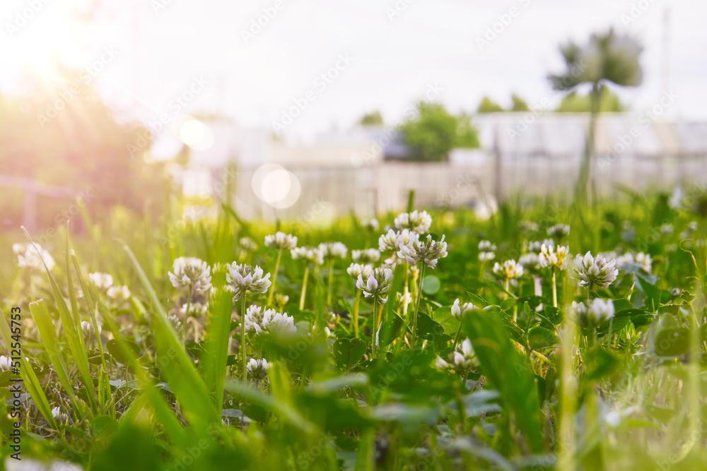 A white clover flower in a meadow, The bright sun illuminates a clearing with green grass and clover flowers. Glare, soft selective selective focus