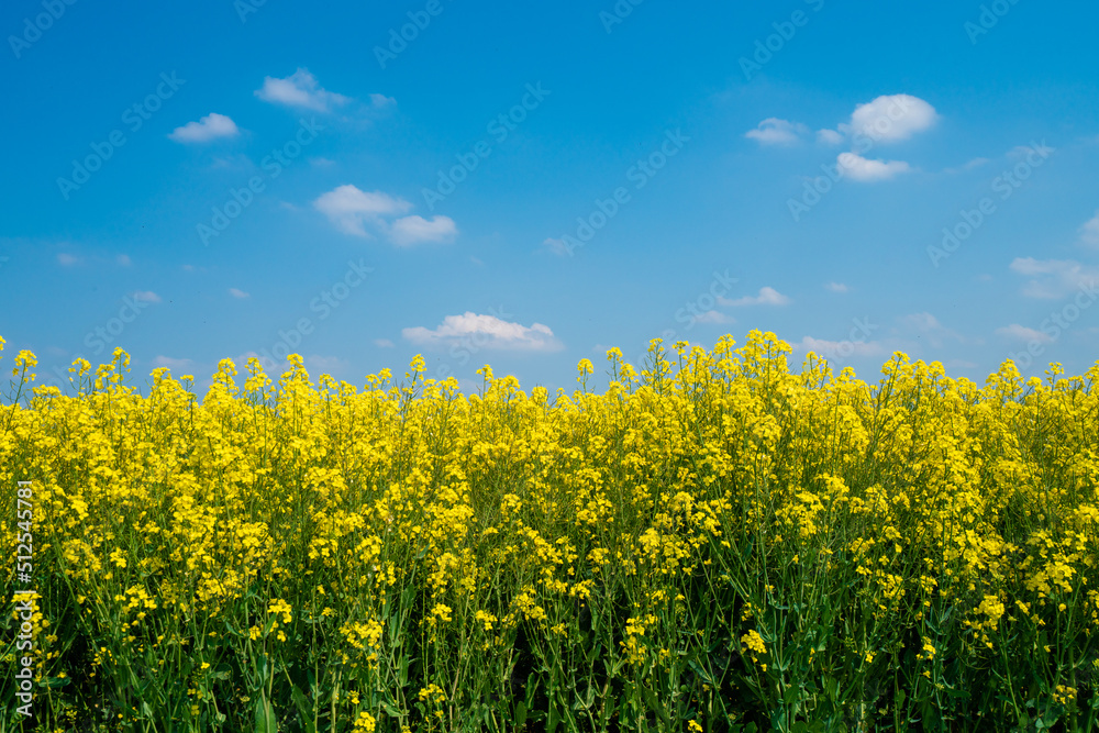 Rapeseed field and blue sky as the embodiment of the Ukrainian flag Rapeseed field and blue sky as the embodiment of the Ukrainian flag