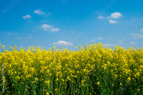 Rapeseed field and blue sky as the embodiment of the Ukrainian flag