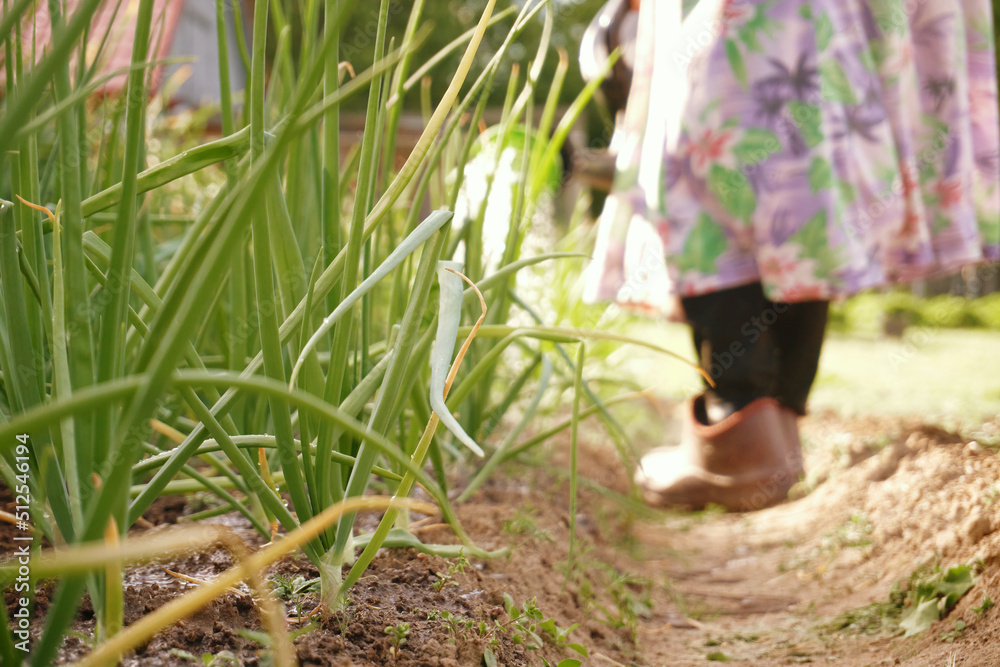A bed with green onion feathers, a farmer watering vegetables. Agriculture. Selective selective focus. Garden and vegetable garden A bed with green onion feathers, a farmer watering vegetables. Agriculture. Selective selective focus. Garden and vegetable garden
