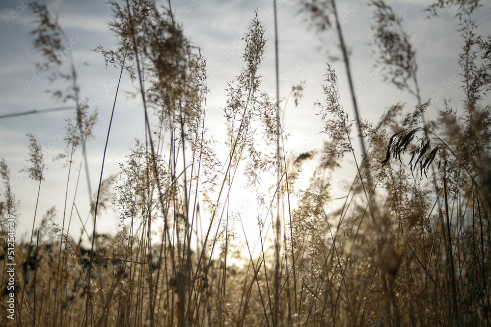 Pampas grass field Pampas grass field