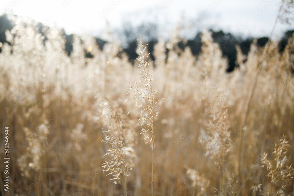 Pampas grass field