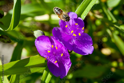 Tradescantia is a genus of perennial evergreen herbaceous plants of the Kommelinaceae family.
