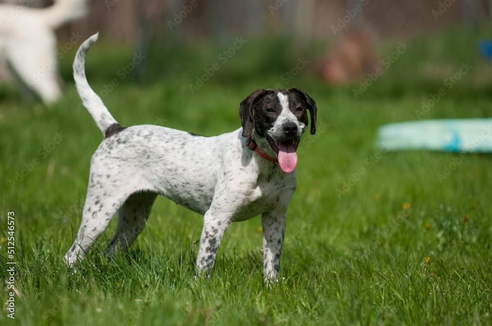Foster dog standing in the yard with their tongue hanging out Foster dog standing in the yard with their tongue hanging out