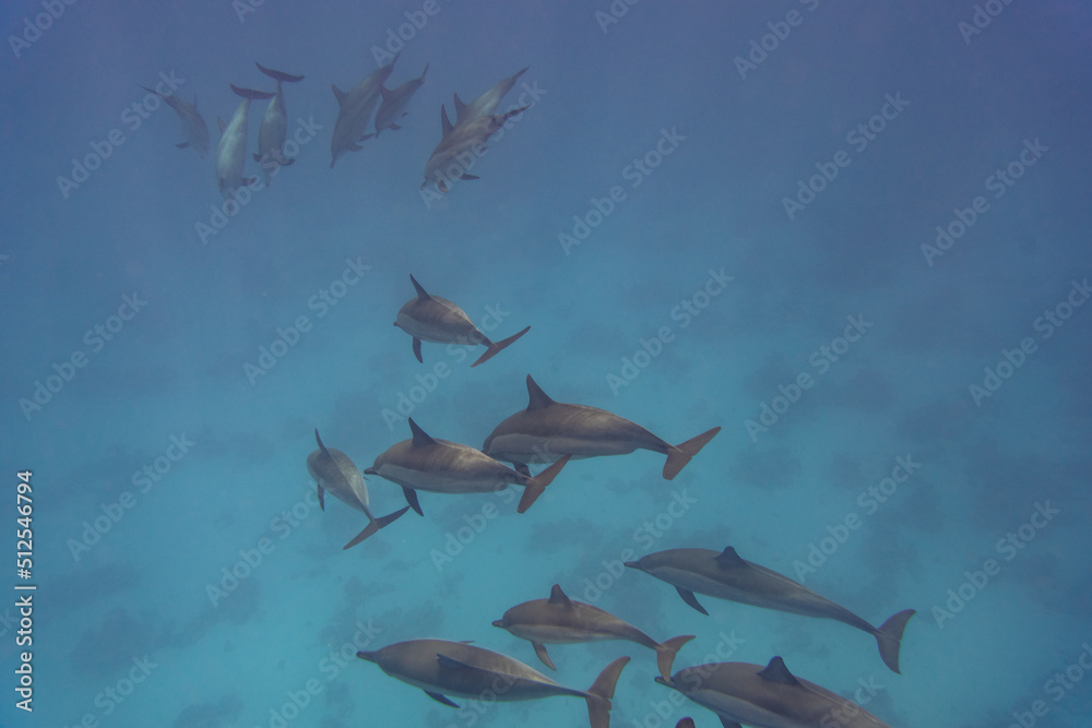 Obraz premium dolphin Red Sea