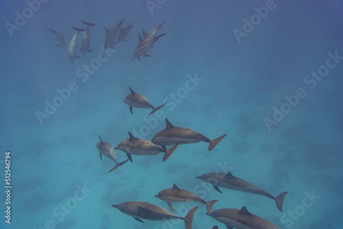 dolphin Red Sea © Jan