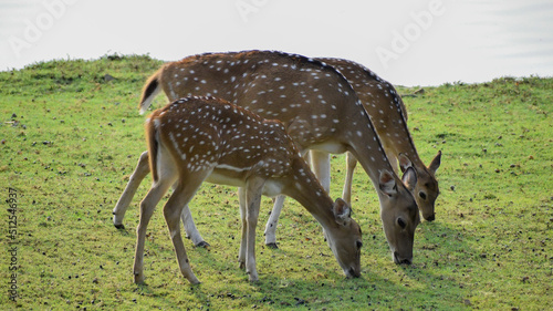 spotted deer Ranthambore national park sawaimadhopur rajasthan india