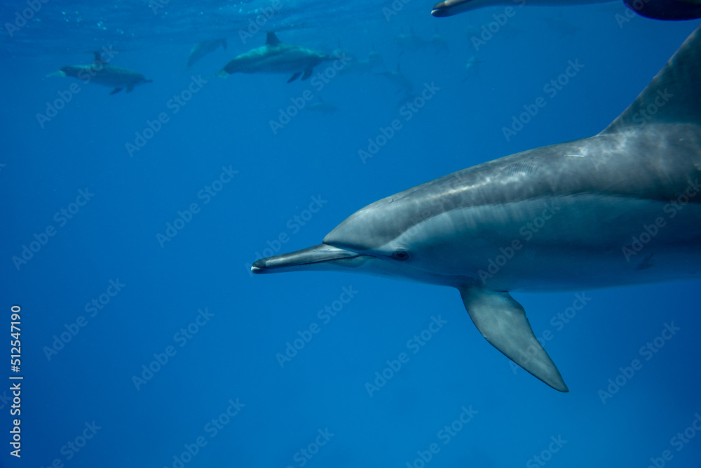 Fototapeta premium dolphin