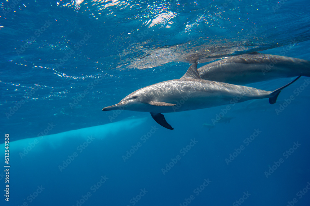 Obraz premium Dolphin Marsa Alam