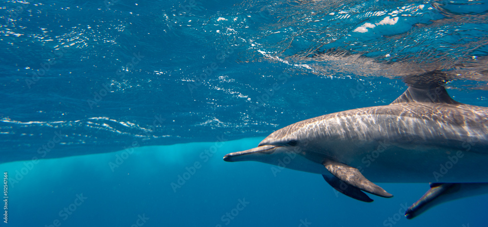 Dolphin Marsa Alam Dolphin Marsa Alam