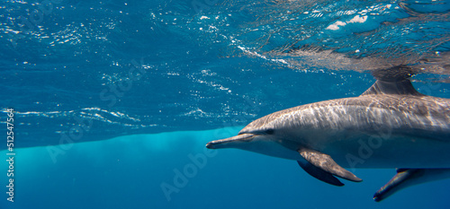 Dolphin Marsa Alam © Jan