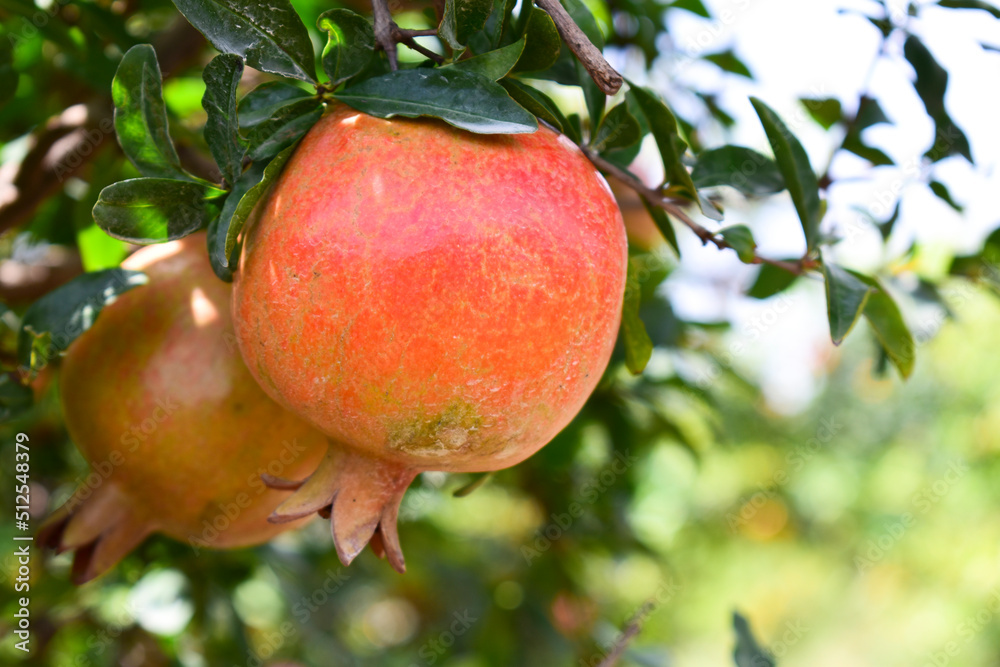 Ripe pomegranate fruit on the branch Ripe pomegranate fruit on the branch