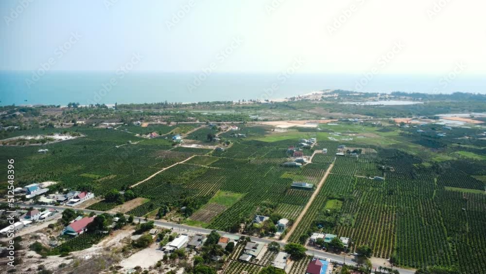 Rural village of Vietnam with massive dragonfruit plantation, aerial view Rural village of Vietnam with massive dragonfruit plantation, aerial view