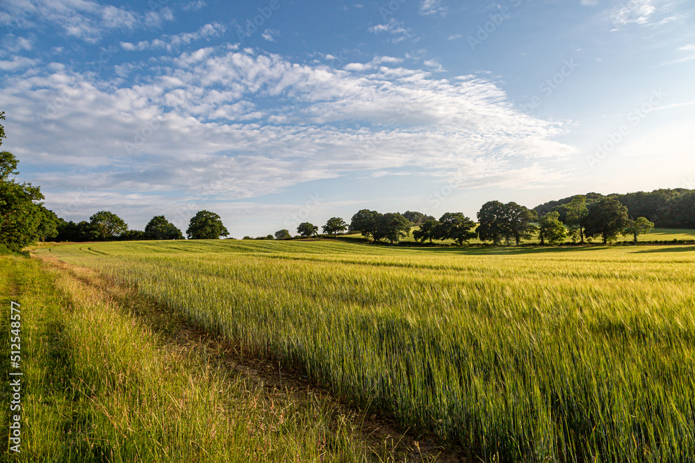 An idyllic summer farm landscape in Sussex