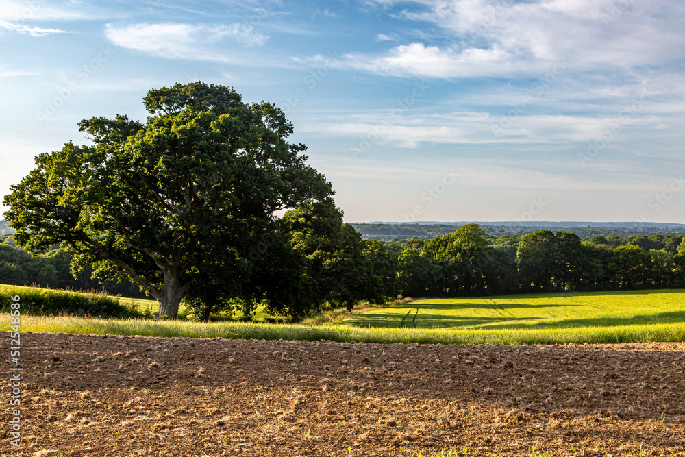 An idyllic summer farm landscape in Sussex