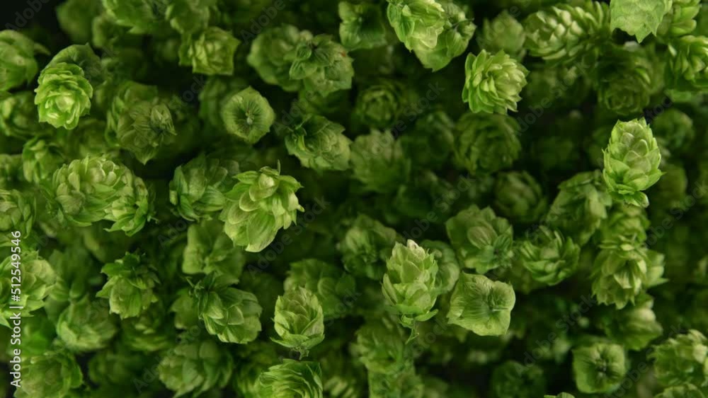 Super Slow Motion Shot of Fresh Green Hops Flying Towards Camera at 1000 fps. Super Slow Motion Shot of Fresh Green Hops Flying Towards Camera at 1000 fps.