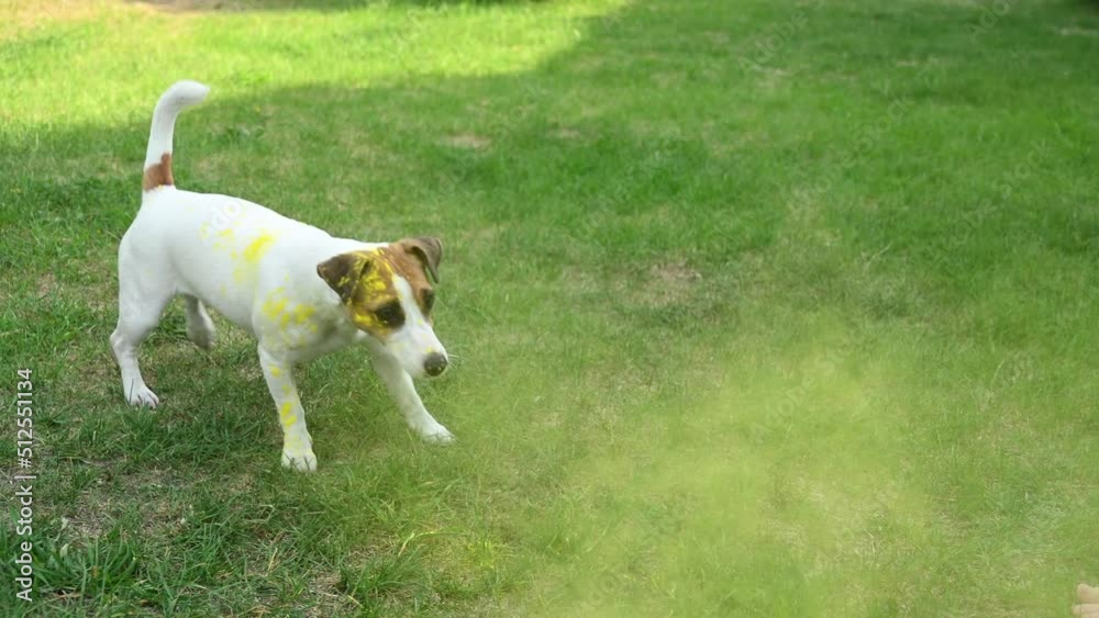 Jack Russell Terrier dog playing in Holi colors with owner outdoors. Jack Russell Terrier dog playing in Holi colors with owner outdoors.