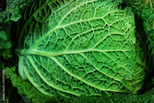 Organic green Cabbage leaf extreme close-up with small details