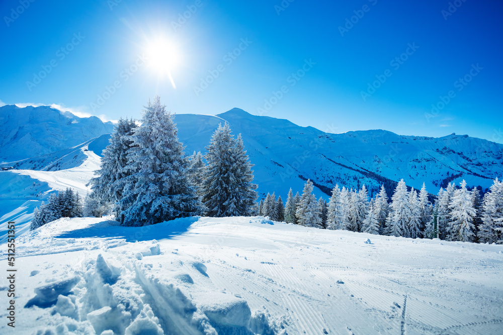 Magnificent beautiful white, snow covered fir tree in the forest