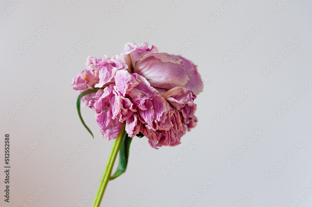 Withered bud of pink peony on a white background. Close up. Copy space Withered bud of pink peony on a white background. Close up. Copy space