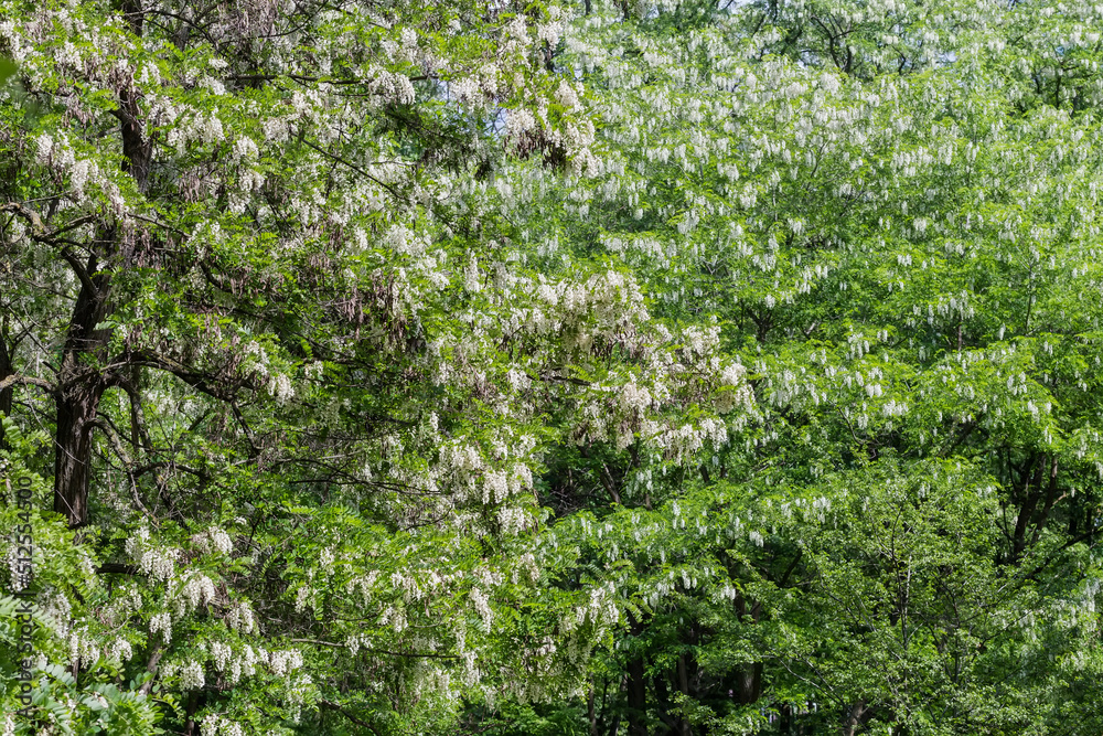 Blooming black locust trees in the old park Blooming black locust trees in the old park