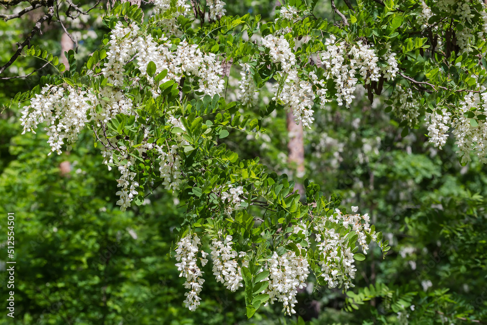 Branch of the blooming locust tree on a blurred background Branch of the blooming locust tree on a blurred background