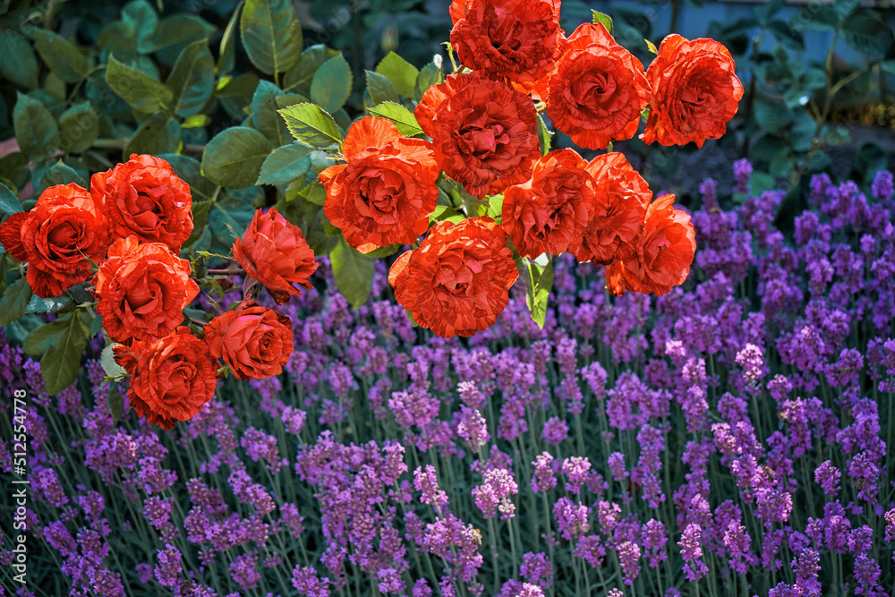 Red roses in the garden.