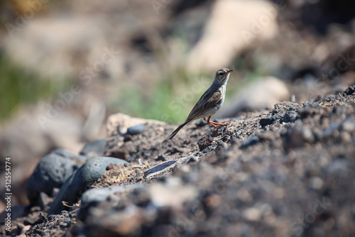 Portrait eines Kanarenpieper, Anthus berthelotii, ein Singvogel der Stelzen und Pieper. photo