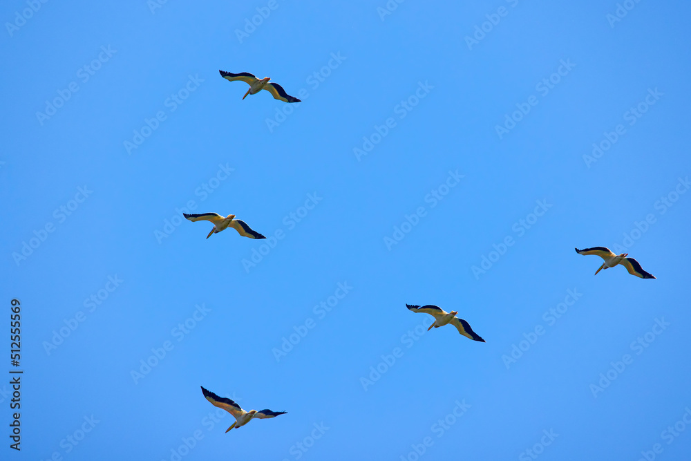 Images with pelicans from the natural environment, Danube Delta Nature Reserve, Romania.